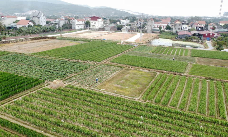 TX Đông Triều: Nông dân đổi mới phương thức canh tác