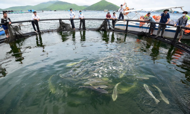 Businesses urged to invest in marine farming