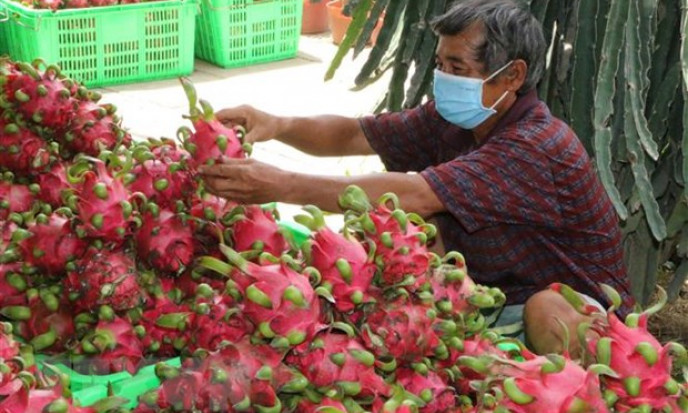Tìm giải pháp hỗ trợ các địa phương tiêu thụ trái thanh long