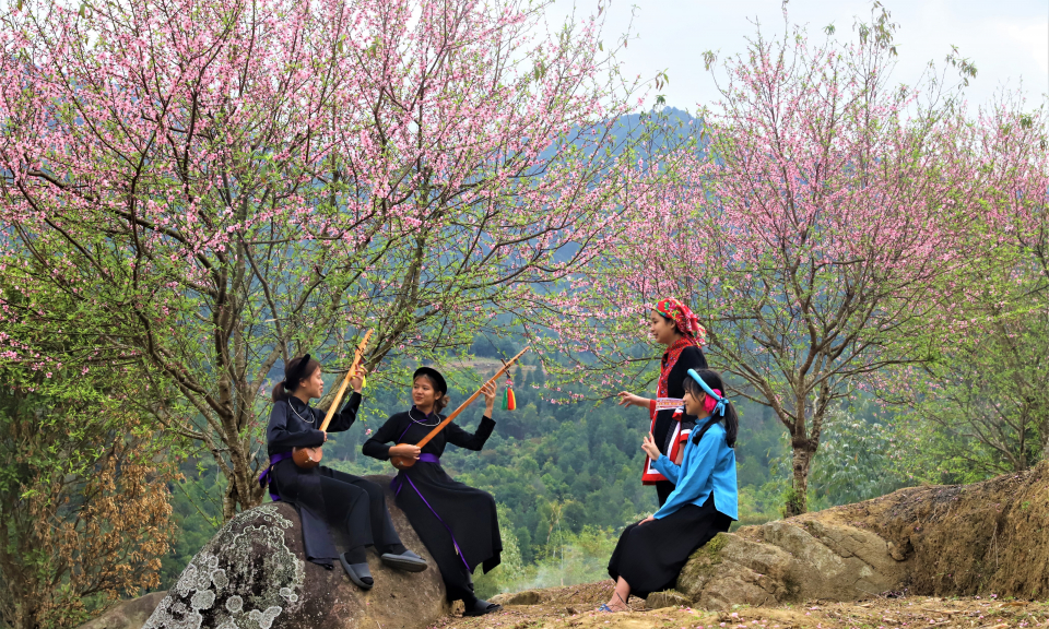 Sắc hoa xuân biên cương