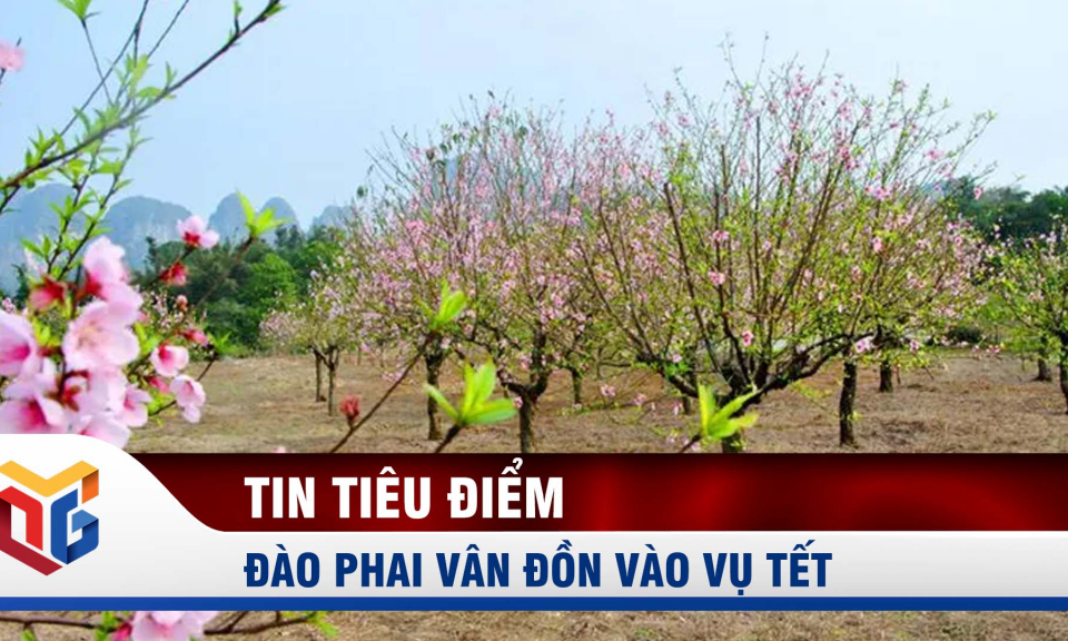 Đào phai Vân Đồn vào vụ Tết