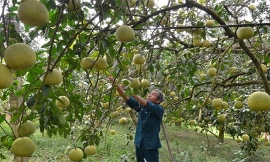 Bản tin vùng Đông Bắc ngày 10/1