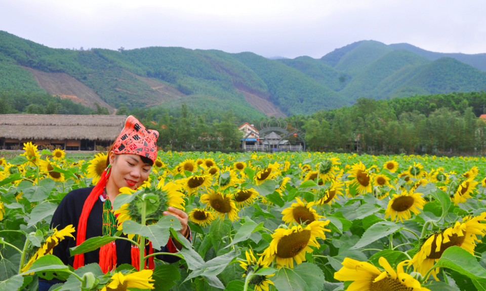Spring flower villages on the outskirt of Ha Long