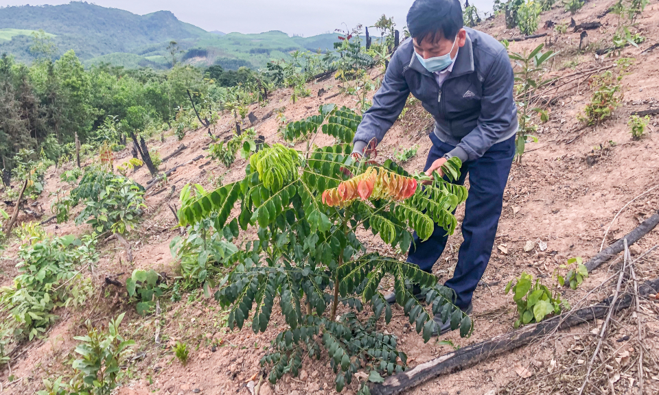 Chú trọng quy hoạch sản xuất nông nghiệp