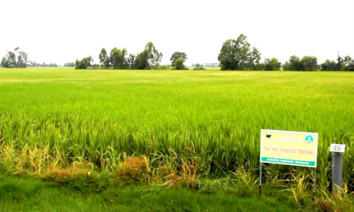 Mekong Delta authorities encourage farmers to expand smart rice model