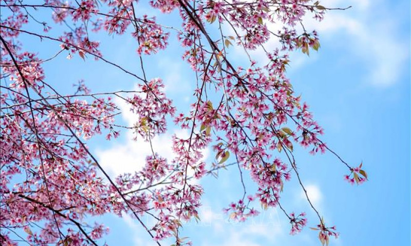 Ngắm hoa Tớ Dày bung nở trên núi rừng Tây Bắc