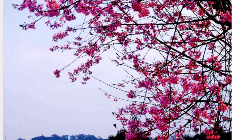 Đà Lạt đẹp nao lòng mùa hoa anh đào