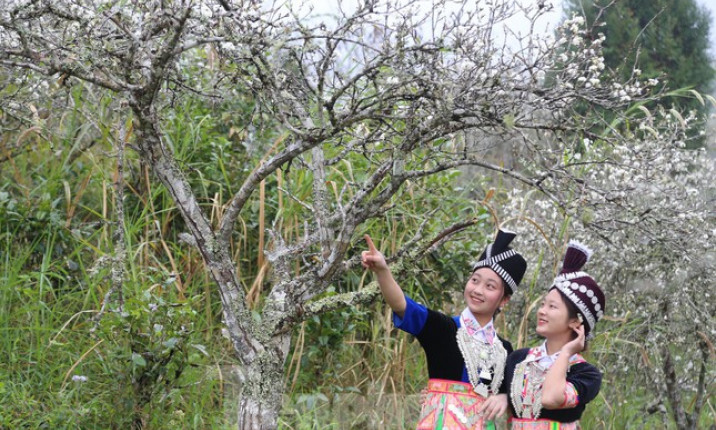 Thiếu nữ khoe sắc bên thiên đường hoa mận trắng xứ Nghệ đẹp như tranh