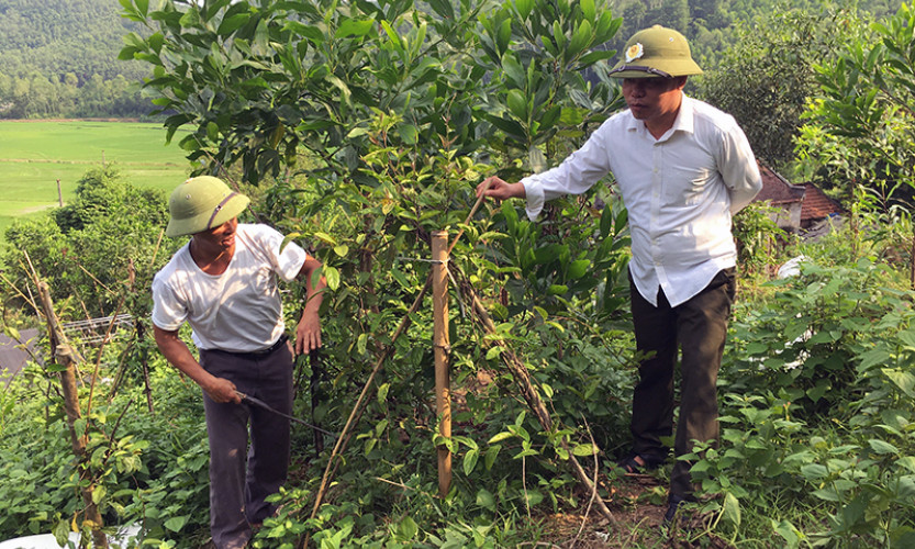 Đẩy mạnh phát triển kinh tế dưới tán rừng