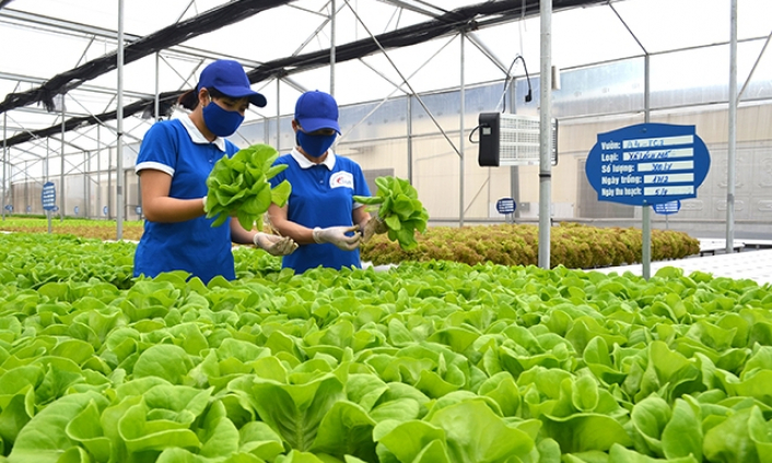 Sẽ phát triển nhân rộng 3 khu nông nghiệp ứng dụng công nghệ cao