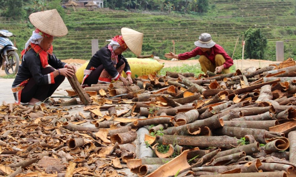 Đầm Hà: Hành trình trở thành vùng sản xuất nông nghiệp trọng điểm 