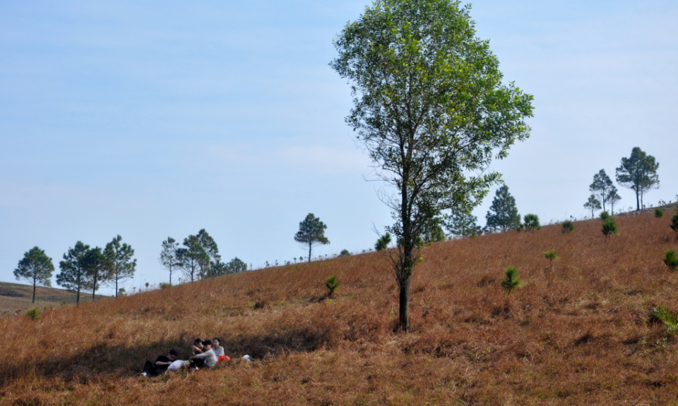 “Phoenix” Hill in the yellow grass season 