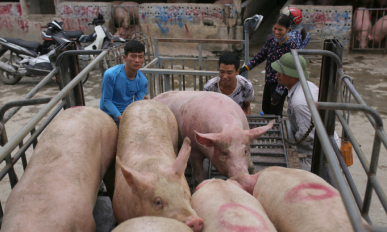 Giá lợn hơi tăng nhanh trở lại