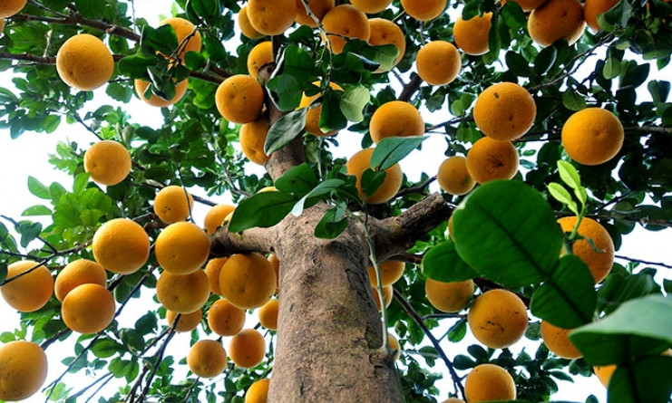 Hanoi kumquat village busy for Tet