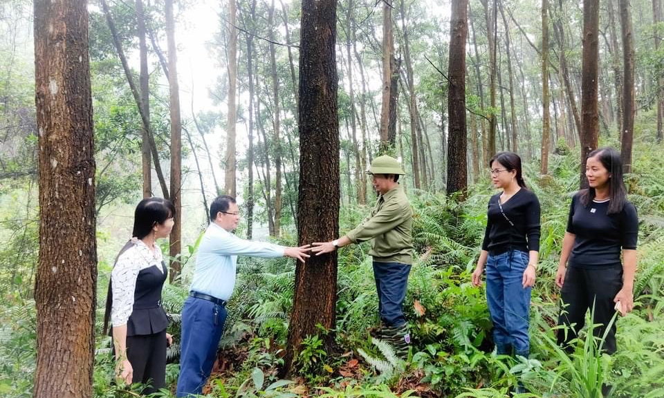 Nhân rộng diện tích trồng rừng gỗ lớn