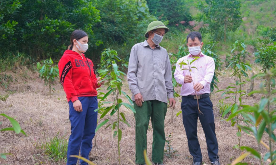 Phát triển lâm nghiệp bền vững 
