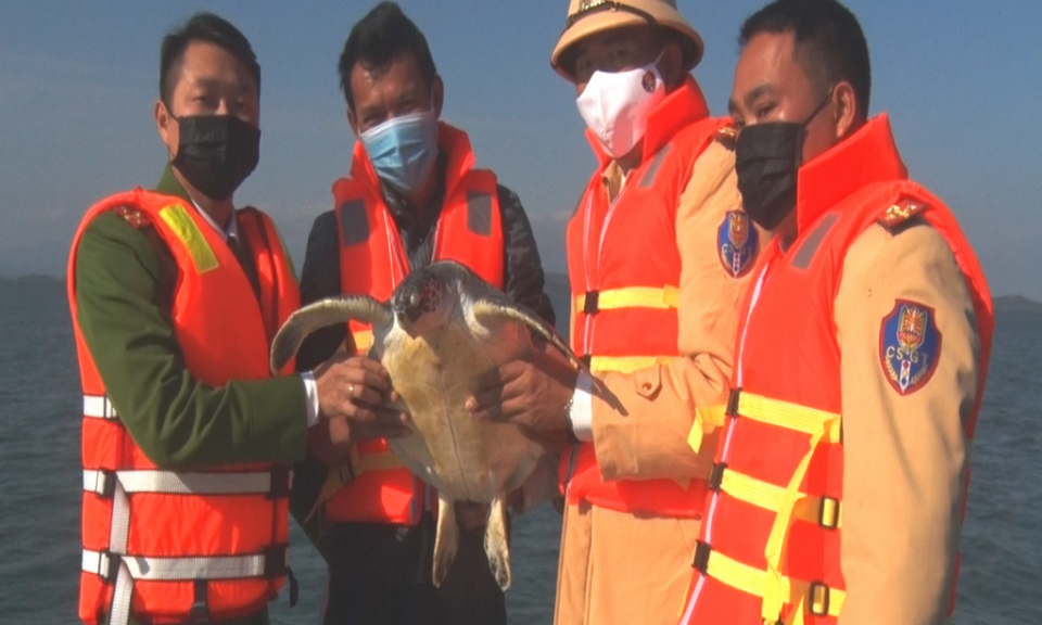 Van Don: Rare turtle released back to the sea