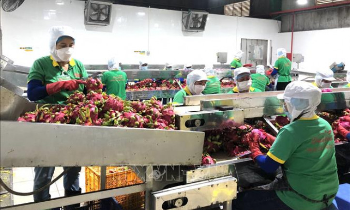 Nông sản Việt khi nào hết 'phập phồng' đầu ra?