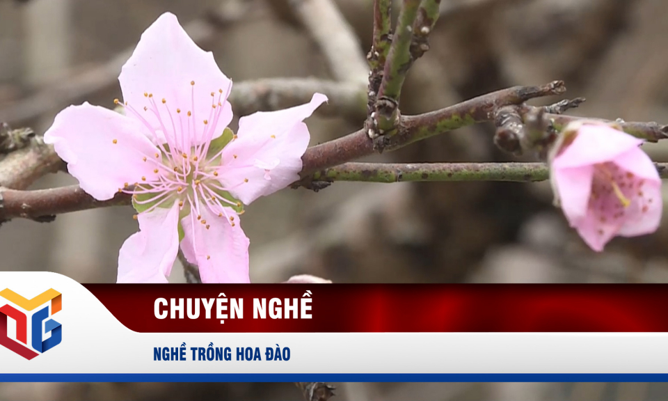 Nghề trồng hoa đào