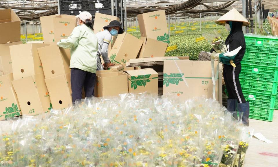 Hoa Tết 2022 tăng giá vì diện tích trồng giảm tại các tỉnh phía Nam