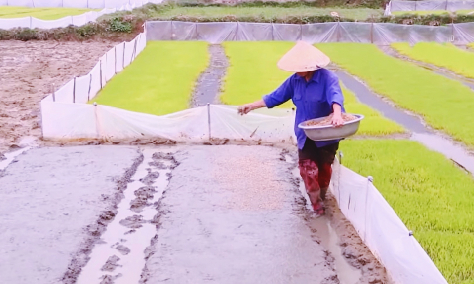 TX Đông Triều: Sẵn sàng cho vụ sản xuất đầu năm