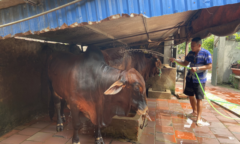 Đảm bảo vệ sinh trong chăn nuôi