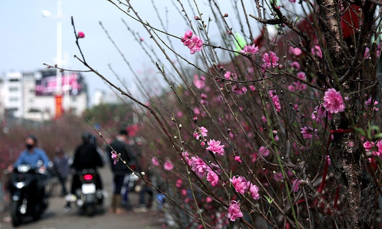 Cold weather predicted for northern region during Tet