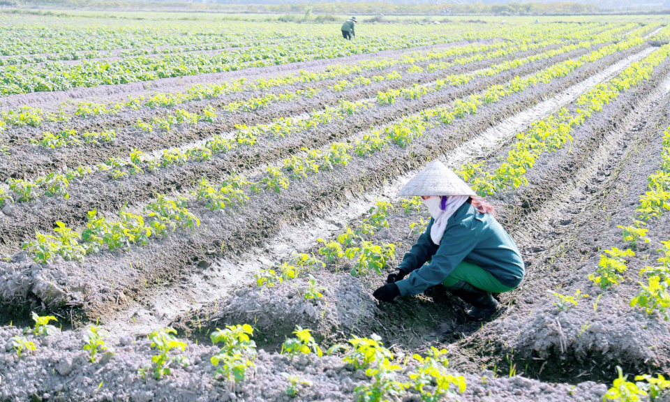  Điểm sáng trong liên kết sản xuất gắn với tiêu thụ nông sản 