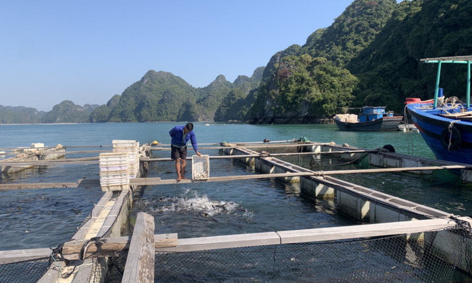 Bản tin Quảng Ninh ngày 25/1/2022