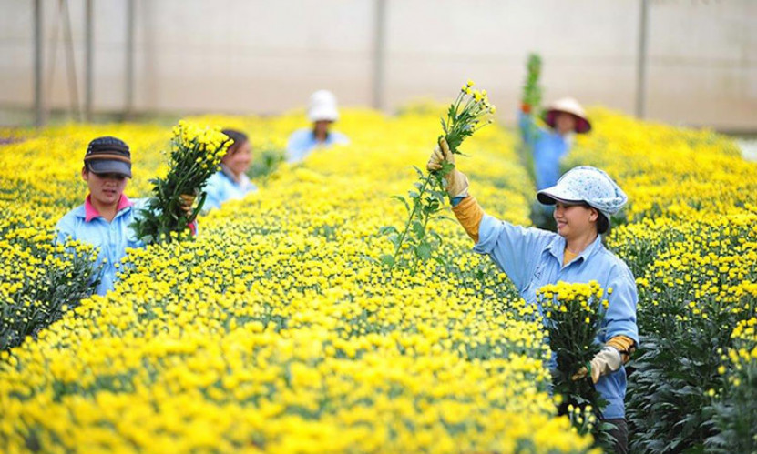 Vietnamese cut flowers to be exported to Australia again