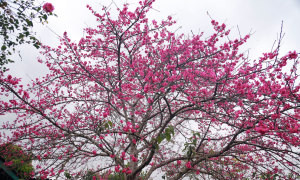 Hoa anh đào Nhật Bản khoe sắc ở Điện Biên