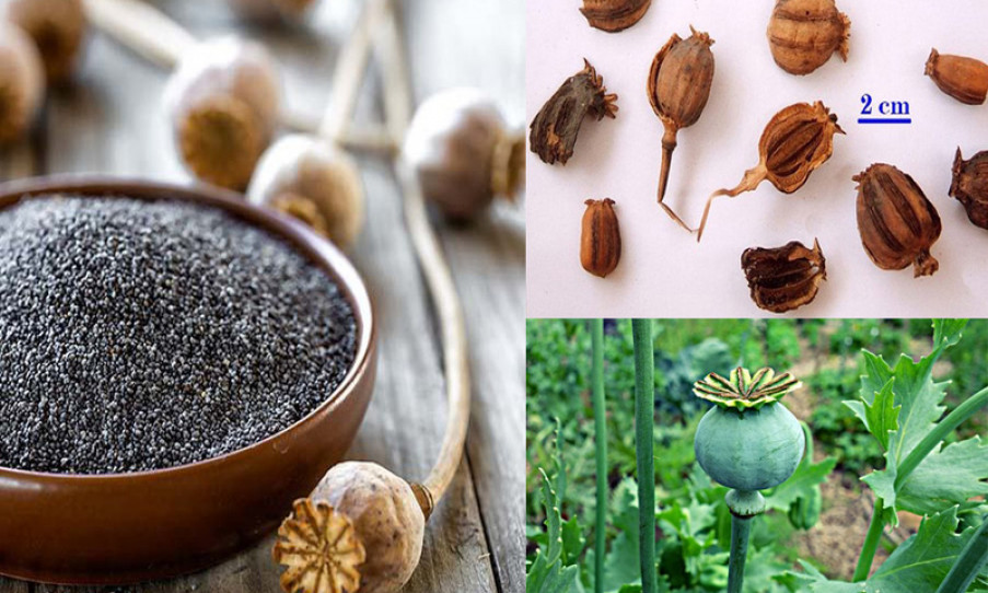 Uống nước cây thuốc phiện trị ho, bé 1 tháng tuổi bị ngộ độc nguy kịch