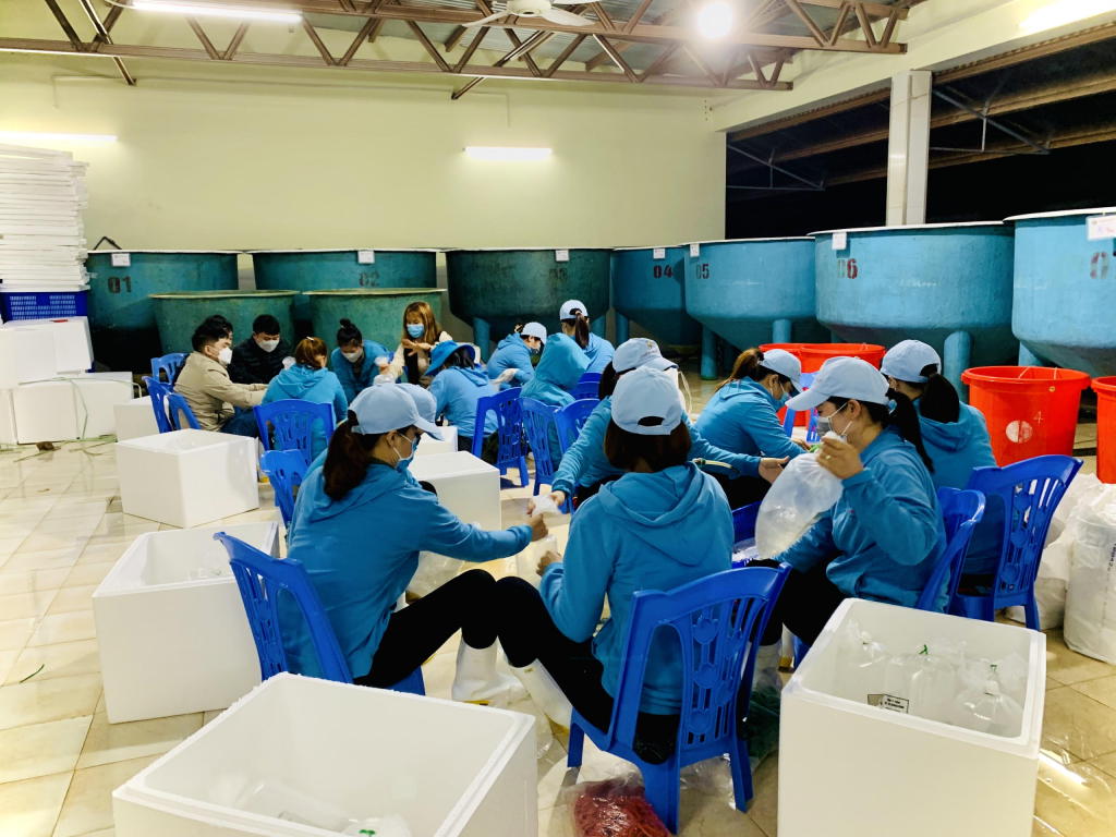 Ngay từ sáng sớm, cán bộ kỹ thuật và công nhân Công ty TNHH Việt Úc Quảng Ninh đã đóng tôm giống xuất đi thị trường tỉnh Thanh Hóa.
