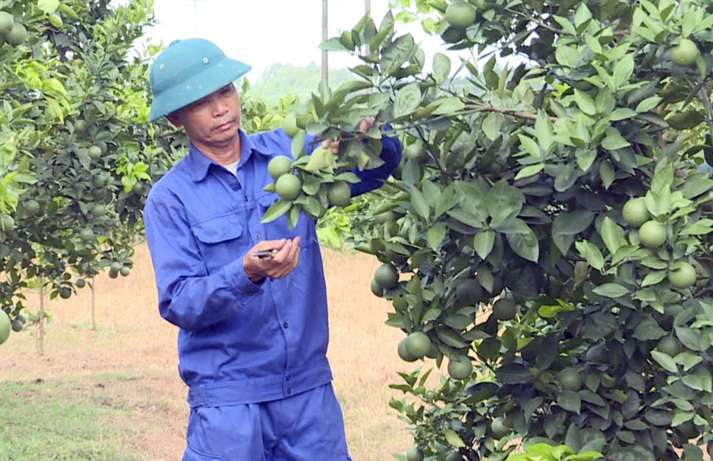 CCB Nguyễn Văn Chiến (xã Thống Nhất, TP Hạ Long) với mô hình trồng cây ăn quả cho hiệu quả kinh tế cao.