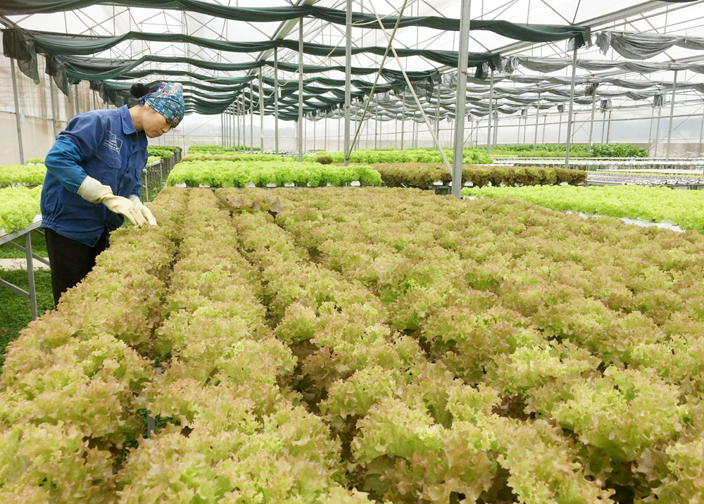 Mô hình trồng rau thủy canh hồi lưu giải pháp cải tiến  Hoa Cúc Xanh