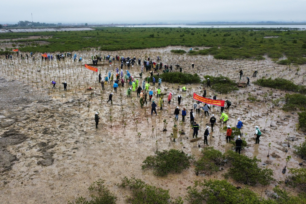  The authorities and local people planted more than 10,000 mangrove trees on the launching day.
