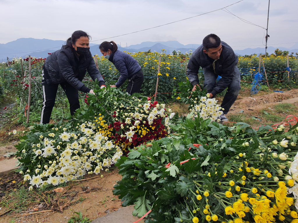 Người dân xã Bình Khê thu hoạch hoa tươi.