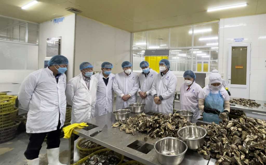 Đồng chí Phạm Văn Thành thăm cơ sở chế biến hàu tại xã Đông Xá, huyện vân Đồn.