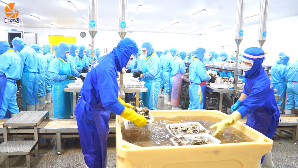 Chế biến hàu xuất khẩu tại Công ty CP Thủy sản BNA tại Cụm công nghiệp Nam Sơn (Ba Chẽ).