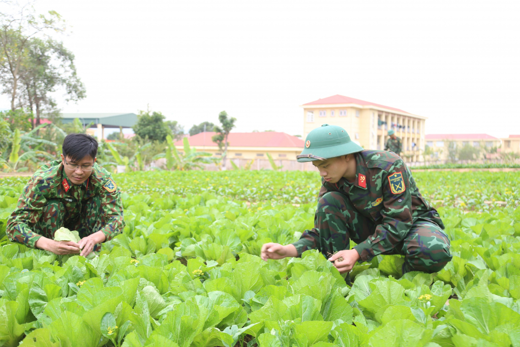 Đại úy Nguyễn Văn Tiền (bên trái) cùng cán bộ, chiến sĩ đơn vị tích cực tăng gia trồng rau xanh đưa vào bữa ăn bộ đội.