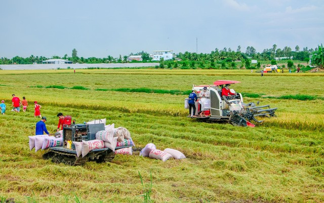 Xuất khẩu gạo tăng mạnh tháng đầu năm - Ảnh 2.