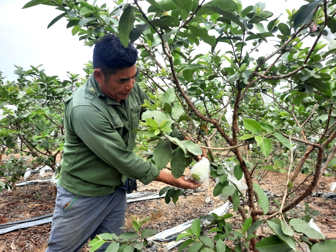 Người dân xã Sơn Dương (TP Hạ Long) chăm sóc cây ổi trồng theo tiêu chuẩn VietGAP. 