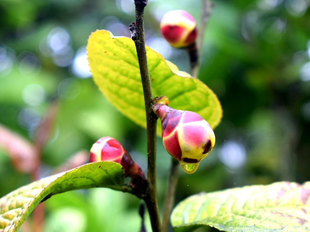 Theo các cán bộ Học viện nông nghiệp Việt Nam thì trà hoa vàng Ba Chẽ có nhiều điểm riêng khác với trà hoa vàng các địa phương khác, điều dễ nhận thấy nhất là lá đài ở hoa có mầu tím, trong khi ở các địa phương khác là mầu xanh
