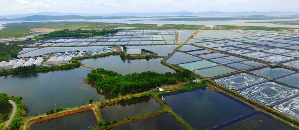 Dự án nuôi tôm công nghệ cao quy mô 128ha (quy mô ương dưỡng trên 250 triệu con giống tôm/năm) do Công ty CP Thực phẩm BIM đầu tư tại xã Đại Bình. 