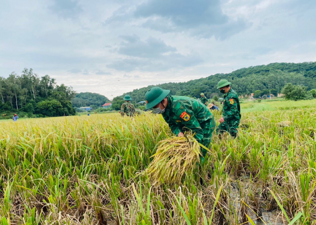 CBCS Đồn BP Cô Tô giúp dân gặp lúa.