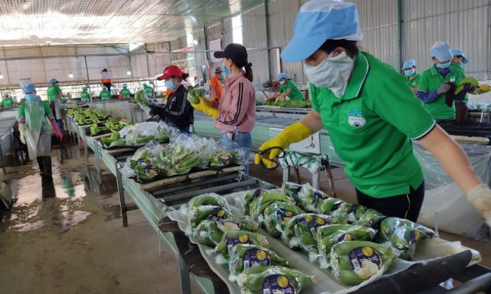 Xuất khẩu rau quả đón tin vui đầu năm