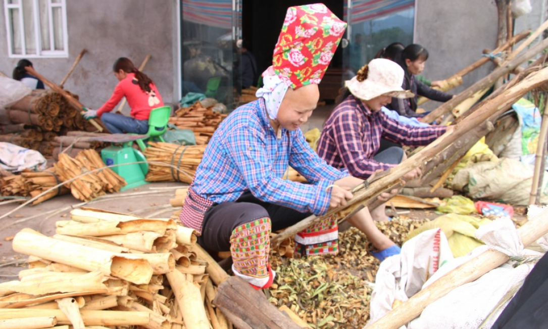 Bình Liêu: Phát triển kinh tế rừng hiệu quả