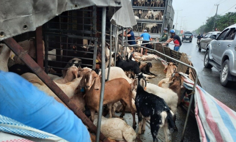 Ô tô tải chở dê lật “phơi bụng” giữa ngã tư QL1 qua Quảng Trị