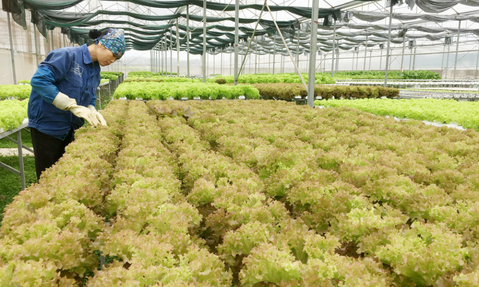 Sản phẩm sạch từ mô hình nuôi trồng thủy canh 
