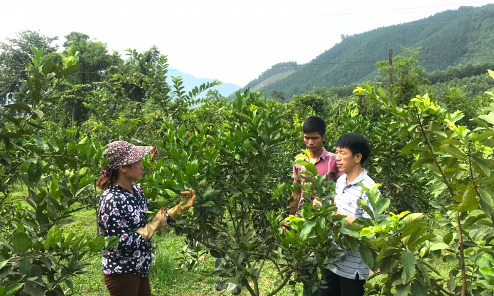 Nỗ lực giảm dịch hại trên cây trồng